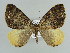  ( - BC ZSM Lep 52890)  @14 [ ] CreativeCommons - Attribution Non-Commercial Share-Alike (2011) Axel Hausmann/Bavarian State Collection of Zoology (ZSM) SNSB, Zoologische Staatssammlung Muenchen