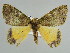  ( - BC ZSM Lep 52892)  @14 [ ] CreativeCommons - Attribution Non-Commercial Share-Alike (2011) Axel Hausmann/Bavarian State Collection of Zoology (ZSM) SNSB, Zoologische Staatssammlung Muenchen
