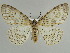  ( - BC ZSM Lep 52893)  @14 [ ] CreativeCommons - Attribution Non-Commercial Share-Alike (2011) Axel Hausmann/Bavarian State Collection of Zoology (ZSM) SNSB, Zoologische Staatssammlung Muenchen