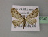  (Eupithecia subfuscataAH01By - BC ZSM Lep 52921)  @11 [ ] CreativeCommons - Attribution Non-Commercial Share-Alike (2011) Axel Hausmann/Bavarian State Collection of Zoology (ZSM) SNSB, Zoologische Staatssammlung Muenchen