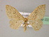  ( - BC ZSM Lep 52923)  @13 [ ] CreativeCommons - Attribution Non-Commercial Share-Alike (2011) Axel Hausmann/Bavarian State Collection of Zoology (ZSM) SNSB, Zoologische Staatssammlung Muenchen