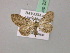  ( - BC ZSM Lep 52925)  @11 [ ] CreativeCommons - Attribution Non-Commercial Share-Alike (2011) Axel Hausmann/Bavarian State Collection of Zoology (ZSM) SNSB, Zoologische Staatssammlung Muenchen