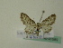  (Eupithecia subumbrataAH01By - BC ZSM Lep 52954)  @11 [ ] CreativeCommons - Attribution Non-Commercial Share-Alike (2011) Axel Hausmann/Bavarian State Collection of Zoology (ZSM) SNSB, Zoologische Staatssammlung Muenchen