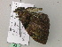  ( - BC ZSM Lep 52962)  @12 [ ] CreativeCommons - Attribution Non-Commercial Share-Alike (2011) Axel Hausmann/Bavarian State Collection of Zoology (ZSM) SNSB, Zoologische Staatssammlung Muenchen