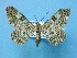  ( - BC ZSM Lep 53739)  @11 [ ] Copyright (2011) Axel Hausmann/Bavarian State Collection of Zoology (ZSM) SNSB, Zoologische Staatssammlung Muenchen