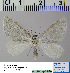  ( - BC ZSM Lep 54490)  @13 [ ] Copyright (2011) Axel Hausmann/Bavarian State Collection of Zoology (ZSM) SNSB, Zoologische Staatssammlung Muenchen