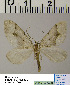  (Scotopteryx kashghara - BC ZSM Lep 54491)  @13 [ ] Copyright (2011) Axel Hausmann/Bavarian State Collection of Zoology (ZSM) SNSB, Zoologische Staatssammlung Muenchen