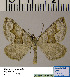  (Scotopteryx HL01Ru - BC ZSM Lep 54492)  @13 [ ] Copyright (2011) Axel Hausmann/Bavarian State Collection of Zoology (ZSM) SNSB, Zoologische Staatssammlung Muenchen