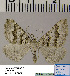  (Scotopteryx HL02Ru - BC ZSM Lep 54493)  @13 [ ] Copyright (2011) Axel Hausmann/Bavarian State Collection of Zoology (ZSM) SNSB, Zoologische Staatssammlung Muenchen