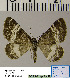  ( - BC ZSM Lep 54497)  @14 [ ] Copyright (2011) Axel Hausmann/Bavarian State Collection of Zoology (ZSM) SNSB, Zoologische Staatssammlung Muenchen