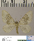  (Euphyia HL01Ru - BC ZSM Lep 54498)  @12 [ ] Copyright (2011) Axel Hausmann/Bavarian State Collection of Zoology (ZSM) SNSB, Zoologische Staatssammlung Muenchen