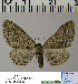  (Horisme scotosiata - BC ZSM Lep 54504)  @13 [ ] Copyright (2011) Axel Hausmann/Bavarian State Collection of Zoology (ZSM) SNSB, Zoologische Staatssammlung Muenchen