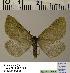  (Aspitates obscurata - BC ZSM Lep 54506)  @13 [ ] Copyright (2011) Axel Hausmann/Bavarian State Collection of Zoology (ZSM) SNSB, Zoologische Staatssammlung Muenchen