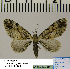  ( - BC ZSM Lep 54511)  @13 [ ] Copyright (2011) Axel Hausmann/Bavarian State Collection of Zoology (ZSM) SNSB, Zoologische Staatssammlung Muenchen
