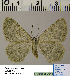  (Gnophos HL04Ru - BC ZSM Lep 54518)  @14 [ ] Copyright (2011) Axel Hausmann/Bavarian State Collection of Zoology (ZSM) SNSB, Zoologische Staatssammlung Muenchen