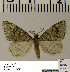  ( - BC ZSM Lep 54521)  @13 [ ] Copyright (2011) Axel Hausmann/Bavarian State Collection of Zoology (ZSM) SNSB, Zoologische Staatssammlung Muenchen