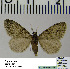  ( - BC ZSM Lep 54523)  @12 [ ] Copyright (2011) Axel Hausmann/Bavarian State Collection of Zoology (ZSM) SNSB, Zoologische Staatssammlung Muenchen