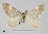  ( - BC ZSM Lep 54528)  @11 [ ] CreativeCommons - Attribution Non-Commercial Share-Alike (2011) Axel Hausmann/Bavarian State Collection of Zoology (ZSM) SNSB, Zoologische Staatssammlung Muenchen
