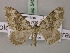  (Coenotephria christlae - BC ZSM Lep 54537)  @13 [ ] Copyright (2011) Axel Hausmann/Bavarian State Collection of Zoology (ZSM) SNSB, Zoologische Staatssammlung Muenchen