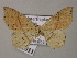  ( - BC ZSM Lep 54541)  @13 [ ] Copyright (2011) Axel Hausmann/Bavarian State Collection of Zoology (ZSM) SNSB, Zoologische Staatssammlung Muenchen