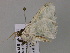  ( - BC ZSM Lep 54561)  @13 [ ] CreativeCommons - Attribution Non-Commercial Share-Alike (2011) Axel Hausmann/Bavarian State Collection of Zoology (ZSM) SNSB, Zoologische Staatssammlung Muenchen
