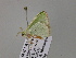  ( - BC ZSM Lep 54565)  @12 [ ] CreativeCommons - Attribution Non-Commercial Share-Alike (2011) Axel Hausmann/Bavarian State Collection of Zoology (ZSM) SNSB, Zoologische Staatssammlung Muenchen