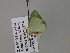  ( - BC ZSM Lep 54568)  @12 [ ] CreativeCommons - Attribution Non-Commercial Share-Alike (2011) Axel Hausmann/Bavarian State Collection of Zoology (ZSM) SNSB, Zoologische Staatssammlung Muenchen