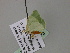  ( - BC ZSM Lep 54573)  @12 [ ] CreativeCommons - Attribution Non-Commercial Share-Alike (2011) Axel Hausmann/Bavarian State Collection of Zoology (ZSM) SNSB, Zoologische Staatssammlung Muenchen