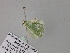  ( - BC ZSM Lep 54574)  @12 [ ] CreativeCommons - Attribution Non-Commercial Share-Alike (2011) Axel Hausmann/Bavarian State Collection of Zoology (ZSM) SNSB, Zoologische Staatssammlung Muenchen