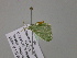  ( - BC ZSM Lep 54575)  @12 [ ] CreativeCommons - Attribution Non-Commercial Share-Alike (2011) Axel Hausmann/Bavarian State Collection of Zoology (ZSM) SNSB, Zoologische Staatssammlung Muenchen