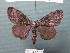  (Ocneria ledereri - BC ZSM Lep 42612)  @13 [ ] CreativeCommons - Attribution Non-Commercial Share-Alike (2010) Axel Hausmann/Bavarian State Collection of Zoology (ZSM) SNSB, Zoologische Staatssammlung Muenchen