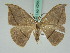  (Albara reversaria - BC ZSM Lep 42614)  @13 [ ] CreativeCommons - Attribution Non-Commercial Share-Alike (2010) Axel Hausmann/Bavarian State Collection of Zoology (ZSM) SNSB, Zoologische Staatssammlung Muenchen
