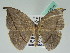  ( - BC ZSM Lep 42616)  @13 [ ] CreativeCommons - Attribution Non-Commercial Share-Alike (2010) Axel Hausmann/Bavarian State Collection of Zoology (ZSM) SNSB, Zoologische Staatssammlung Muenchen