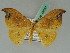  (Tridrepana unispina - BC ZSM Lep 42647)  @11 [ ] CreativeCommons - Attribution Non-Commercial Share-Alike (2010) Axel Hausmann/Bavarian State Collection of Zoology (ZSM) SNSB, Zoologische Staatssammlung Muenchen