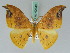  ( - BC ZSM Lep 42648)  @11 [ ] CreativeCommons - Attribution Non-Commercial Share-Alike (2010) Axel Hausmann/Bavarian State Collection of Zoology (ZSM) SNSB, Zoologische Staatssammlung Muenchen