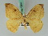  ( - BC ZSM Lep 42651)  @11 [ ] CreativeCommons - Attribution Non-Commercial Share-Alike (2010) Axel Hausmann/Bavarian State Collection of Zoology (ZSM) SNSB, Zoologische Staatssammlung Muenchen