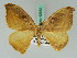  ( - BC ZSM Lep 42652)  @11 [ ] CreativeCommons - Attribution Non-Commercial Share-Alike (2010) Axel Hausmann/Bavarian State Collection of Zoology (ZSM) SNSB, Zoologische Staatssammlung Muenchen