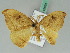  ( - BC ZSM Lep 42654)  @12 [ ] CreativeCommons - Attribution Non-Commercial Share-Alike (2010) Axel Hausmann/Bavarian State Collection of Zoology (ZSM) SNSB, Zoologische Staatssammlung Muenchen