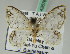  (Auzatellodes arizanus - BC ZSM Lep 42676)  @11 [ ] CreativeCommons - Attribution Non-Commercial Share-Alike (2010) Axel Hausmann/Bavarian State Collection of Zoology (ZSM) SNSB, Zoologische Staatssammlung Muenchen