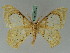  ( - BC ZSM Lep 42679)  @11 [ ] CreativeCommons - Attribution Non-Commercial Share-Alike (2010) Axel Hausmann/Bavarian State Collection of Zoology (ZSM) SNSB, Zoologische Staatssammlung Muenchen