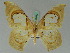  ( - BC ZSM Lep 42682)  @11 [ ] CreativeCommons - Attribution Non-Commercial Share-Alike (2010) Axel Hausmann/Bavarian State Collection of Zoology (ZSM) SNSB, Zoologische Staatssammlung Muenchen
