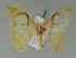  ( - BC ZSM Lep 42685)  @11 [ ] CreativeCommons - Attribution Non-Commercial Share-Alike (2010) Axel Hausmann/Bavarian State Collection of Zoology (ZSM) SNSB, Zoologische Staatssammlung Muenchen
