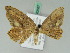  (Phalacra strigata - BC ZSM Lep 42687)  @12 [ ] CreativeCommons - Attribution Non-Commercial Share-Alike (2010) Axel Hausmann/Bavarian State Collection of Zoology (ZSM) SNSB, Zoologische Staatssammlung Muenchen