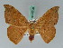  (Oreta brunnea - BC ZSM Lep 42700)  @13 [ ] CreativeCommons - Attribution Non-Commercial Share-Alike (2010) Axel Hausmann/Bavarian State Collection of Zoology (ZSM) SNSB, Zoologische Staatssammlung Muenchen