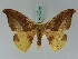  ( - BC ZSM Lep 42702)  @11 [ ] CreativeCommons - Attribution Non-Commercial Share-Alike (2010) Axel Hausmann/Bavarian State Collection of Zoology (ZSM) SNSB, Zoologische Staatssammlung Muenchen