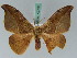  ( - BC ZSM Lep 42703)  @11 [ ] CreativeCommons - Attribution Non-Commercial Share-Alike (2010) Axel Hausmann/Bavarian State Collection of Zoology (ZSM) SNSB, Zoologische Staatssammlung Muenchen