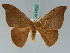  ( - BC ZSM Lep 42704)  @11 [ ] CreativeCommons - Attribution Non-Commercial Share-Alike (2010) Axel Hausmann/Bavarian State Collection of Zoology (ZSM) SNSB, Zoologische Staatssammlung Muenchen