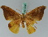  ( - BC ZSM Lep 42705)  @11 [ ] CreativeCommons - Attribution Non-Commercial Share-Alike (2010) Axel Hausmann/Bavarian State Collection of Zoology (ZSM) SNSB, Zoologische Staatssammlung Muenchen