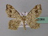  ( - BC ZSM Lep 43088)  @12 [ ] CreativeCommons - Attribution Non-Commercial Share-Alike (2010) Axel Hausmann/Bavarian State Collection of Zoology (ZSM) SNSB, Zoologische Staatssammlung Muenchen