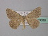  ( - BC ZSM Lep 43090)  @14 [ ] CreativeCommons - Attribution Non-Commercial Share-Alike (2010) Axel Hausmann/Bavarian State Collection of Zoology (ZSM) SNSB, Zoologische Staatssammlung Muenchen